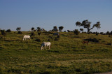 Heste i Extremadura, Spain