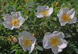 Klitrose  -  Scotch rose