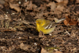 Paruline des pins 04 a.JPG