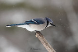 Geai Bleu 10 a.JPG