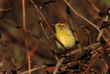 Parulin  couronne rousse 097 a.JPG