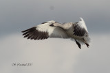 2011 Oie blanche 41 a.JPG