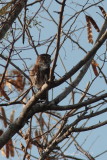 Panama 2012 Ferruginous Pygmy-Owl 02 a.JPG