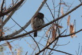 Panama 2012 Ferruginous Pygmy-Owl 03 a.JPG