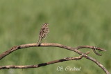 2012 Bruant sautrelle 04 a.JPG