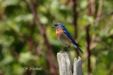 2012 Merle bleu 01 a.JPG