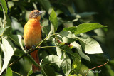 2012 Oriole de Baltimore  F  02 a.JPG