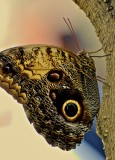Caligo eurilochus, Papillon chouette