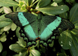 Papilio Palinurus, Machon meraude