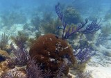 Bluehead wrasse (immature) & Massive starlet coral & Sea rod