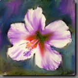 Hawaiian Hibiscus 2