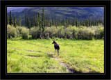 Alaska Highway Moose