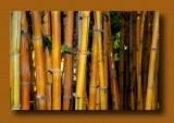 Bamboo