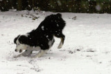 Snow dog.jpg