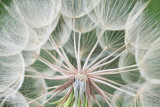 Goats Beard Seed Head