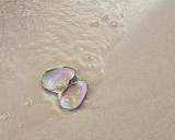 Mussel Shell and Sand 