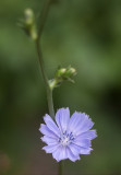 Chickory 2012