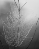 Web in the Fog 
