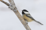 Black-capped Chickadee