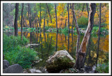 Mirrored Forest