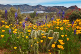 Sonoran Desert Bloom at Bartlett Lake