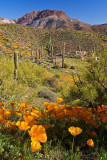 Peachville Mountain Poppies