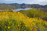 Brittlebush Bloom at Bartlett Lake