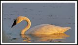 Trumpeter Swan at Dawn