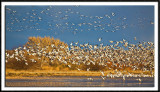 Stirred Up Snow Geese