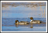 Thirsty Pintails