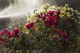 misting flowers.jpg