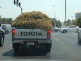Truck full O dates (Abu Dhabi)