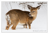 Cerf de VirginieWhite-tailed deer