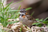 Bruant chingolo<br>Rufous-collared Sparrow<br><i>Zonotrichia capensis</i>