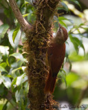 Anabasite rousse<br>Ruddy Treerunner<br><i>Margarornis rubiginosus</i>