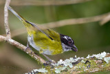 Tangara  sourcils briss<br>Sooty-capped Bush-Tanager<br><i>Chlorospingus pileatus</i>