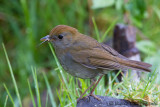 Grive  calotte rousse<br>Ruddy-capped Nightingale-Thrush<br><i>Catharus frantzii</i>