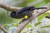 Tohi  cuisses jaunes<br>Yellow-thighed Finch<br><i>Pselliophorus tibialis</i>