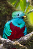 Quetzal resplendissant<br>Resplendant Quetzal<br><i>Pharomachrus mocinno</i>