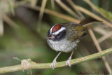 Paruline sombre<br> Black-cheeked Warbler<br><i>Basileuterus melanogenys</i>