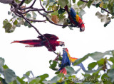 Ara rouge<br>Scarlet Macaw, <i>Ara macao</i>