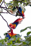 Ara rouge<br>Scarlet Macaw, <i>Ara macao</i>