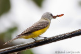 Tyran mélancolique Tropical Kingbird  Tyrannus melancholicus