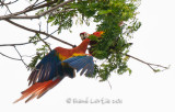 Ara rouge Scarlet Macaw,  Ara macao