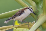 Troglodyte  nuque rousse<br>Rufous-naped Wren, <i>Campylorhynchus rufinucha</i>