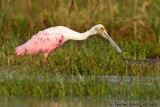 Spatule rose<br>Roseate Spoonbill, <i>Ajaia ajaja</i>