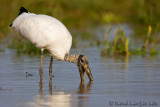 Tantale dAmrique<br>Wood Stork, <i>Mycteria americana</i>