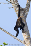 Singe hurleur<br>Mantled Howler Monkey, Mono Congo, <i>Alouatta palliata</i>