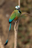 Motmot  sourcils bleus<br>Turquoise-browed Motmot, <i>Eumomota superciliosa</i>