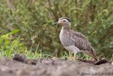 Oedicnme bistri<br>Double-striped Thick-Knee, <i>Burhinus bistriatus</i>